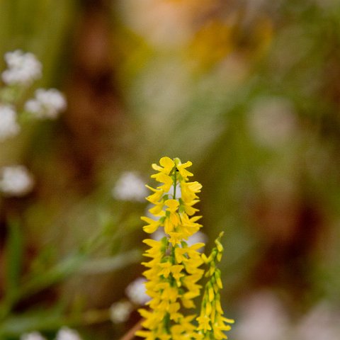 IMG 5994 : 2011, Flowers, Himalayas, India, Zanskar, hdr basis