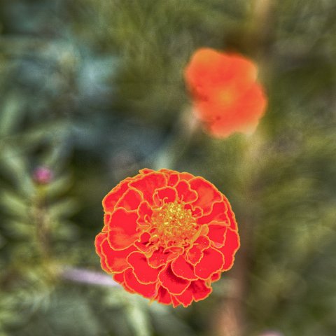 IMG 5997 8 9 : 2011, Flowers, Himalayas, India, Zanskar, hdr basis