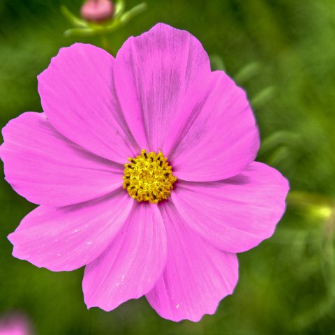IMG 6003 4 5 : 2011, Flowers, Himalayas, India, Zanskar, hdr basis