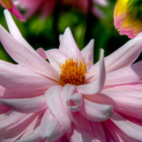 IMG 6026 3 7 3 8 3Enhancer : 2011, Flowers, Himalayas, India, Zanskar, hdr result