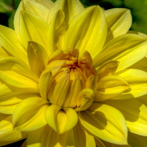 IMG 6029 3 30 3 31 3Enhancer : 2011, Flowers, Himalayas, India, Zanskar, hdr result