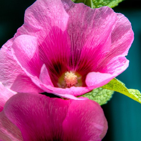 IMG 6035 3 6 3 7 3Enhancer : 2011, Flowers, Himalayas, India, Zanskar, hdr result