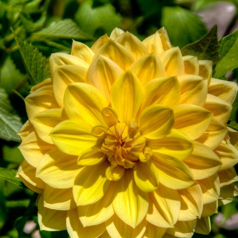 IMG 6038 3 39 3 40 3Enhancer : 2011, Flowers, Himalayas, India, Plants, Zanskar, hdr result