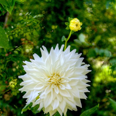 IMG 6083 3 4 3 5 3Enhancer : 2011, Flowers, Himalayas, India, Zanskar, hdr result
