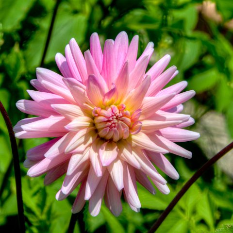 IMG 6086 3 7 3 8 3Enhancer : 2011, Flowers, Himalayas, India, Zanskar, hdr result