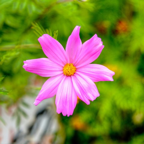IMG 6408 09 10 : 2011, Flowers, Himalayas, India, Zanskar, hdr basis
