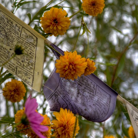 IMG 6444 5 6 : 2011, Flowers, Himalayas, India, Plants, Zanskar, hdr basis