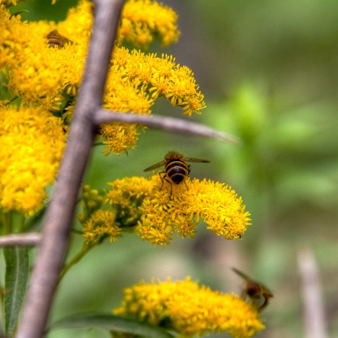 IMG 6445 3 6 3 7 3Enhancer : 2011, Himalayas, India, Zanskar, hdr result