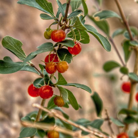 IMG 6761 2 3Enhancer : 2011, Flowers, Himalayas, India, Plants, Zanskar, hdr result