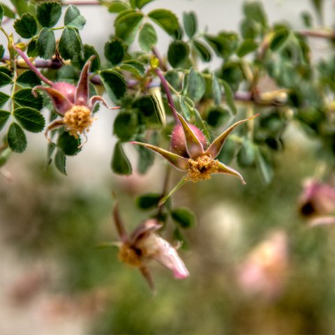 IMG 7627 8 9Enhancer : 2011, Flowers, Himalayas, India, Zanskar, hdr result