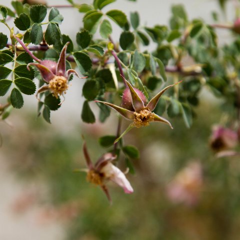 IMG 7628 : 2011, Himalayas, India, Zanskar, hdr basis