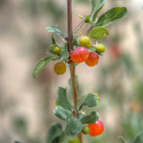 IMG 7630 1 2Enhancer : 2011, Flowers, Himalayas, India, Plants, Zanskar, hdr result