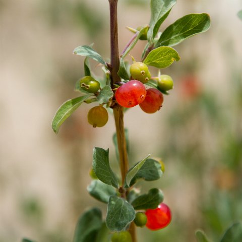 IMG 7631 : 2011, Himalayas, India, Zanskar, hdr basis