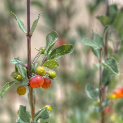 IMG 7633 4 5Enhancer : 2011, Flowers, Himalayas, India, Zanskar, hdr result