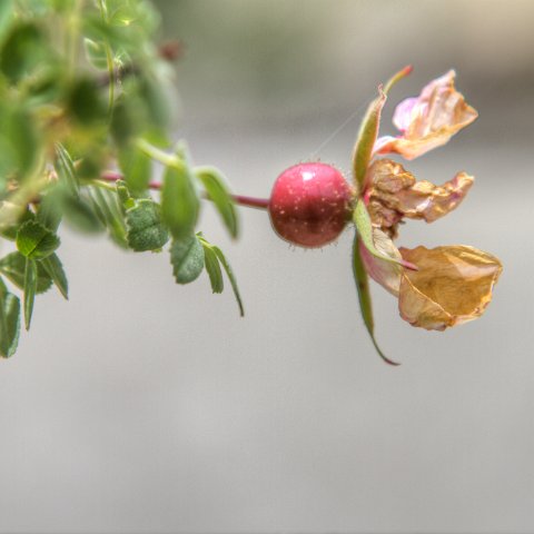 IMG 7636 7 8Enhancer : 2011, Flowers, Himalayas, India, Plants, Zanskar, hdr result