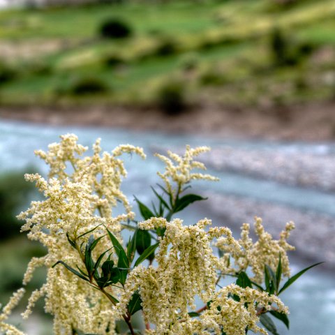 IMG 8732 2 3 2 4 2Enhancer : 2011, Flowers, Himalayas, India, Plants, Zanskar, hdr result