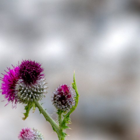 IMG 8735 2 6 2 7 2Enhancer : 2011, Flowers, Himalayas, India, Zanskar, hdr result