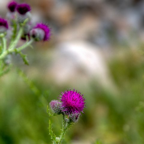 IMG 8750 2 1 2 2 2Enhancer : 2011, Flowers, Himalayas, India, Zanskar, hdr result