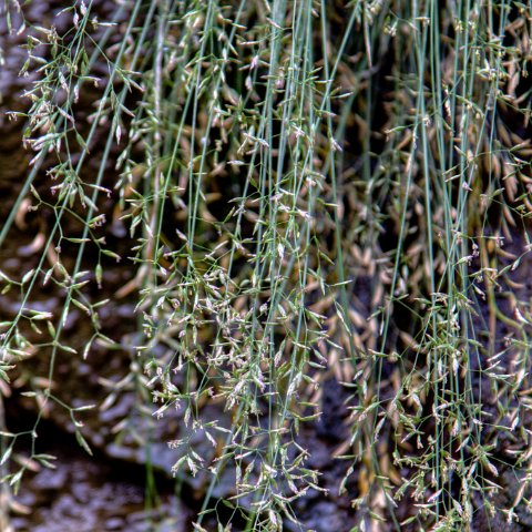 IMG 8756 2 7 2 8 2Enhancer-2 : 2011, Flowers, Himalayas, India, Zanskar, hdr result