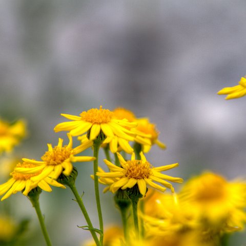 IMG 8768 2 69 2 70 2Enhancer : 2011, Flowers, Himalayas, India, Zanskar, hdr result