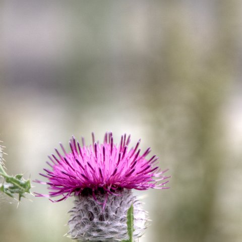 IMG 8771 2 2 2 3 2Enhancer : 2011, Flowers, Himalayas, India, Zanskar, hdr result