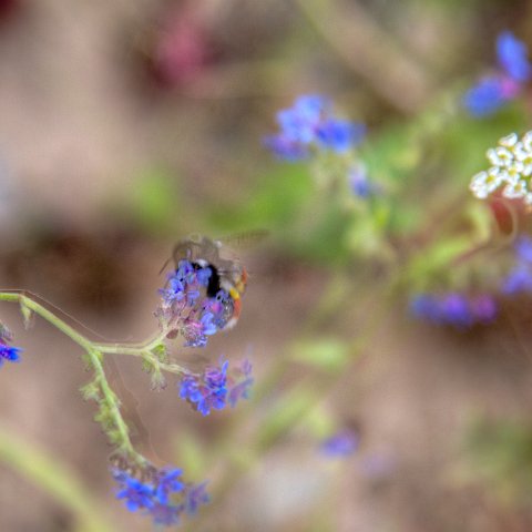 IMG 8774 2 5 2 6 2Enhancer : 2011, Flowers, Himalayas, India, Zanskar, hdr result
