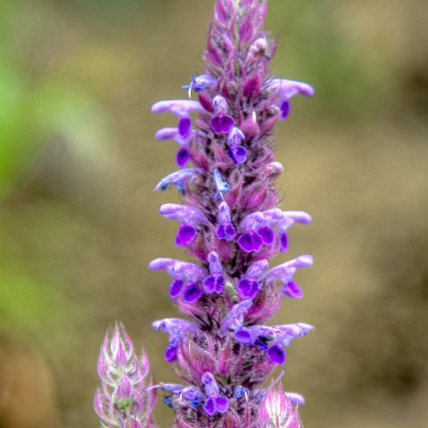 IMG 8780 2 1 2 2 2Enhancer : 2011, Flowers, Himalayas, India, Zanskar, hdr result