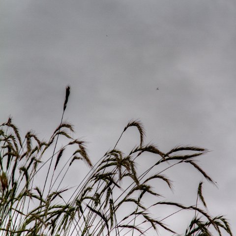 IMG 8786 2 7 2 8 2Enhancer : 2011, Flowers, Himalayas, India, Zanskar, hdr result