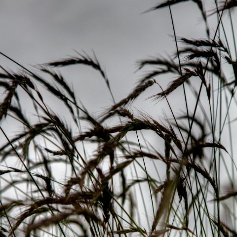 IMG 8837 2 8 2 9 2Enhancer : 2011, Himalayas, India, Zanskar, flower, hdr result