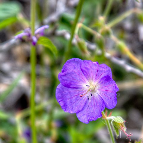 IMG 8985 2 6 2 7 2Enhancer : 2011, Flowers, Himalayas, India, Zanskar, hdr result