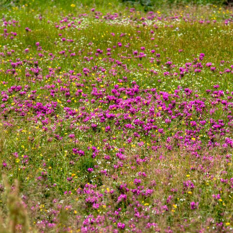 IMG 8997 2 8 2 9 2Enhancer : 2011, Flowers, Himalayas, India, Zanskar, hdr result