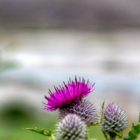 IMG 9000 2 1 2 2 2Enhancer : 2011, Flowers, Himalayas, India, Zanskar, hdr result