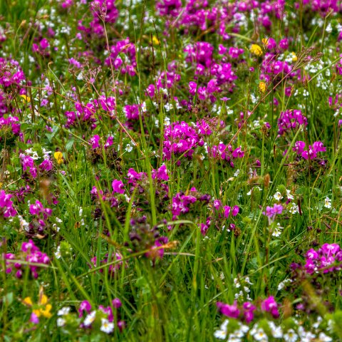 IMG 9006 2 7 2 8 2Enhancer : 2011, Flowers, Himalayas, India, Zanskar, hdr result