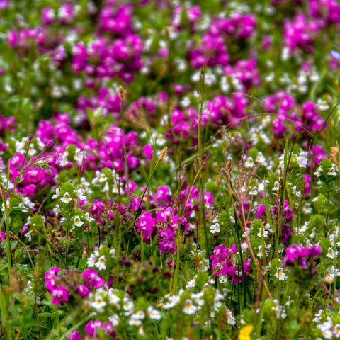 IMG 9012 2 3 2 4 2Enhancer : 2011, Flowers, Himalayas, India, Zanskar, hdr result