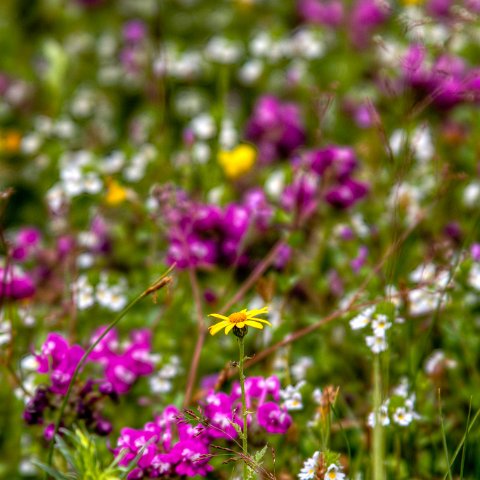 IMG 9015 2 6 2 7 2Enhancer : 2011, Flowers, Himalayas, India, Zanskar, hdr result