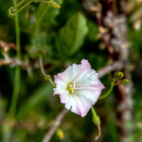 IMG 9045 2 6 2 7 2Enhancer : 2011, Flowers, Himalayas, India, Zanskar, hdr result