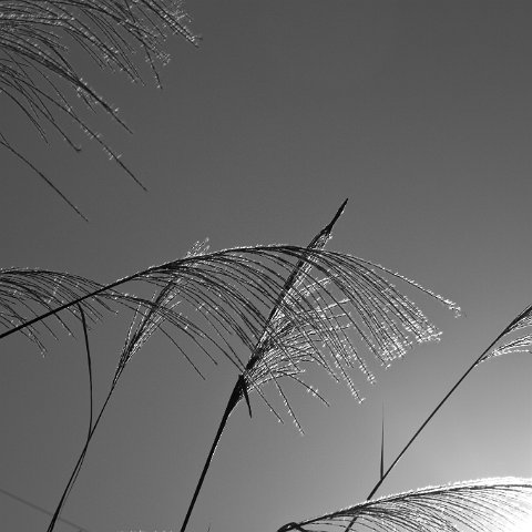 IMG 3373 (2) : Flowers, basis, www.reisfotos.nl (c) J.M. van der Horst