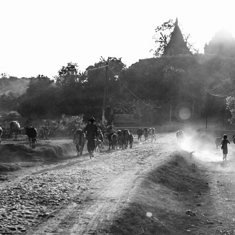 Gathering the cows  Taken at Latitude/Longitude:20.595243/93.199153.  km       (Map link) : Km to   in, Birma, geo:lat=20.595243, geo:lon=93.199153, geotagged, myanmar