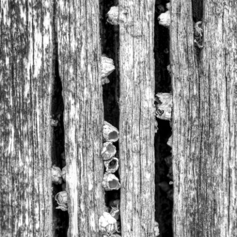 IMG 8672 3 4 : Black&White