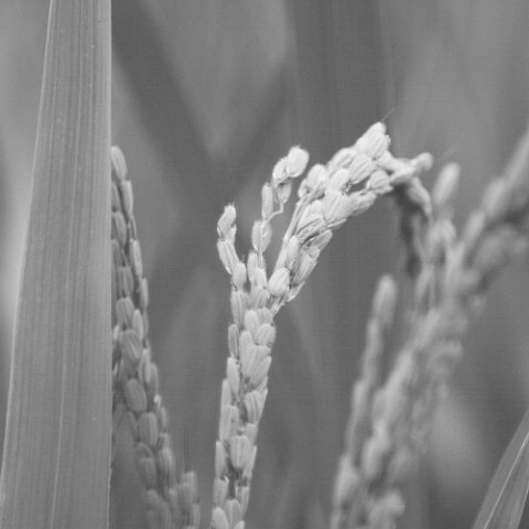 IMG 9384 : 2010, Black&White, China, Creative, Plants, basis, hdr, hdr basis, hdr basis belicht, hdr original, www.reisfotos.nl (c) J.M. van der Horst