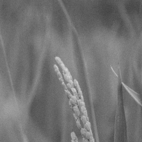 IMG 9390 : 2010, Black&White, China, Creative, Plants, basis, hdr, hdr basis, hdr basis belicht, hdr original, www.reisfotos.nl (c) J.M. van der Horst