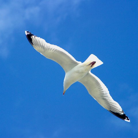 img 8348  Dagje uit CXCK Harlingen - Terschelling 2004