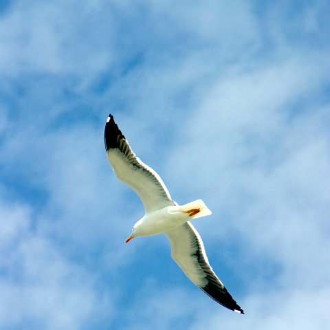 img 8359  Dagje uit CXCK Harlingen - Terschelling 2004