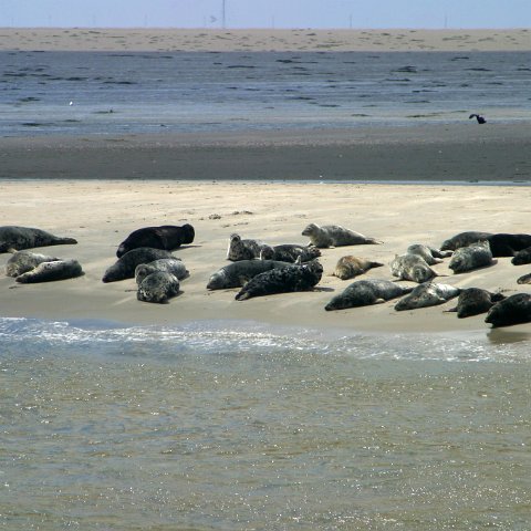img 8385  Dagje uit CXCK Harlingen - Terschelling 2004
