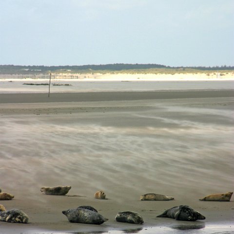 img 8420  Dagje uit CXCK Harlingen - Terschelling 2004
