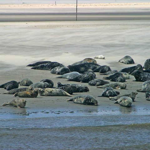 img 8425  Dagje uit CXCK Harlingen - Terschelling 2004