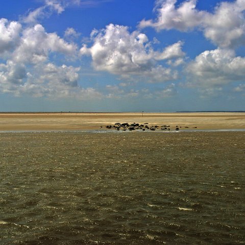 img 8432  Dagje uit CXCK Harlingen - Terschelling 2004