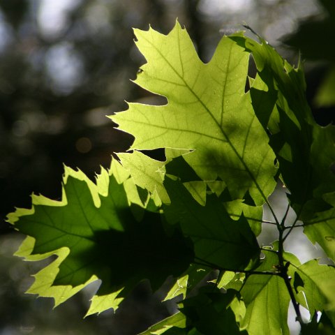 img 7256  Kampeerweekend Danja 22 en 23 mei 2004