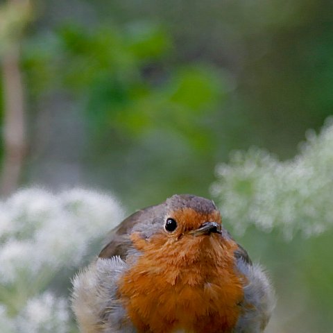 mg 5512  Schotland 2007 : Great Britain 2007 Lake District & Peak District & Schotland