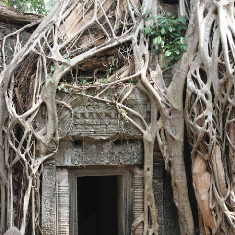 IMG 1980  Cambodja 2006 Siem Reap. : Angkor, Cambodia 2006 Ta Prohm tempel, doors, www.reisfotos.nl (c) J.M. van der Horst